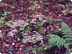 Tharandt_078