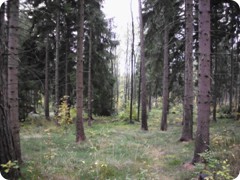 Tharandt_080