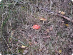 Tharandt_082