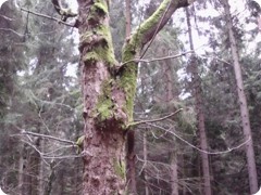 Tharandt_094