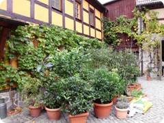 Tharandt_111